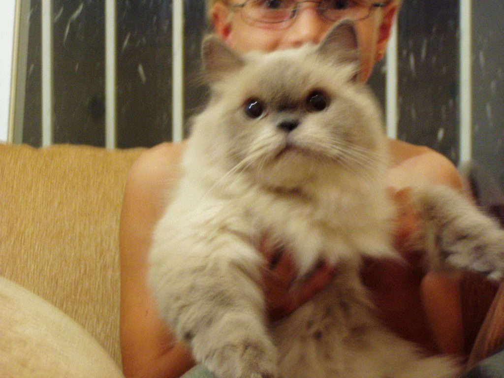 Himalayan cat