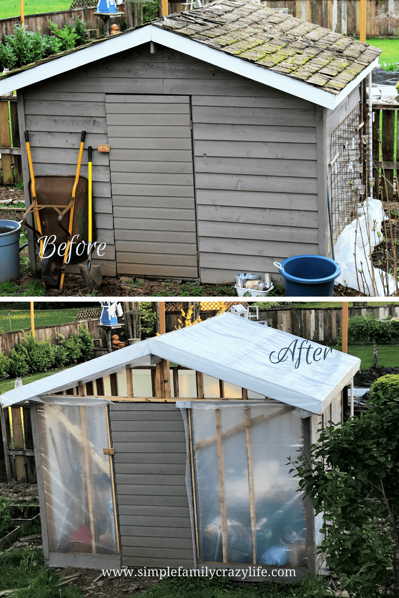 shed to greenhouse transformation