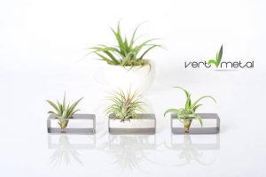 Air Plants Inspiration and Resources