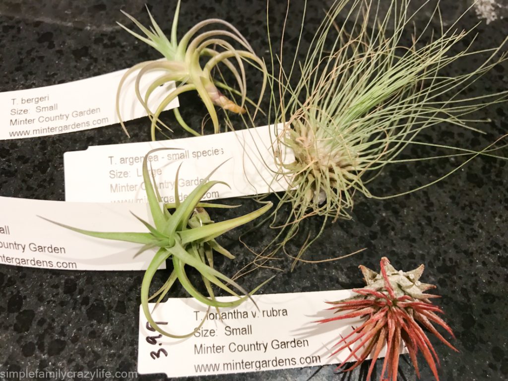 Air Plants Resources and Inspiration