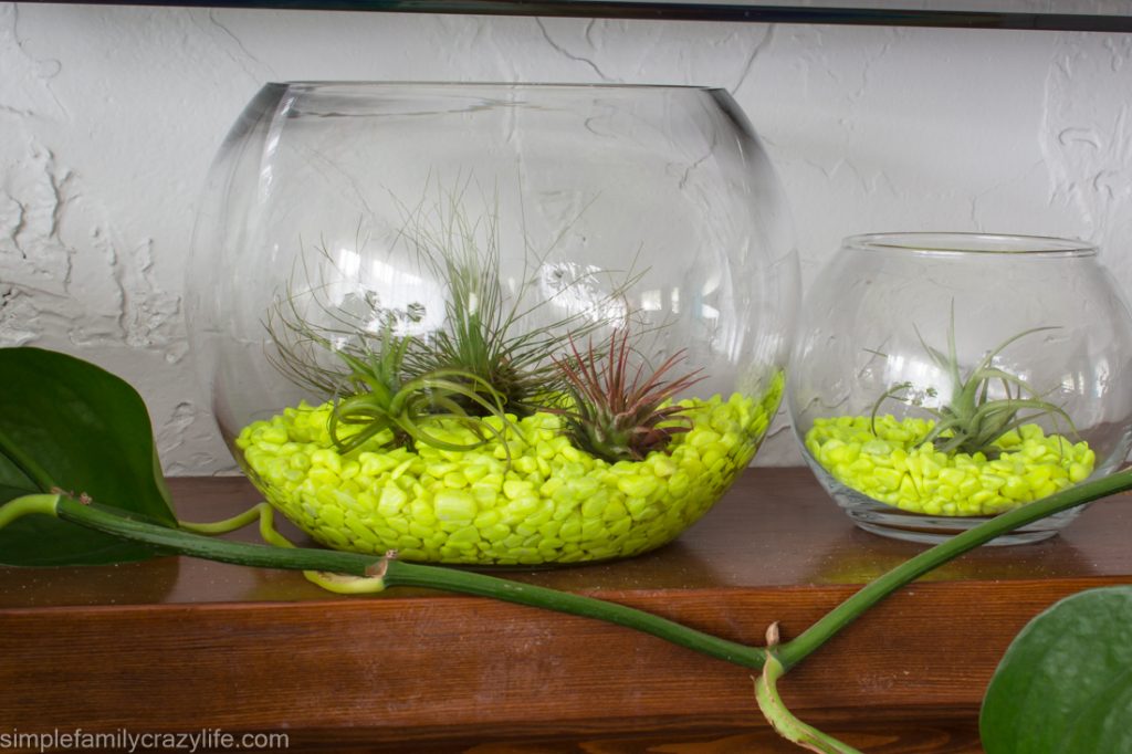 Air Plants Resources and Inspiration