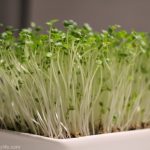 How to Grow Microgreens – Winter Gardening
