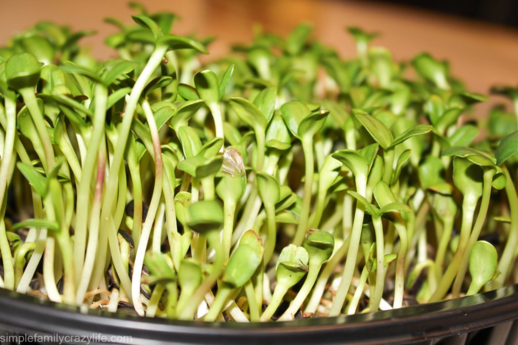 Learn how to grow microgreens at Simple Family Crazy Life