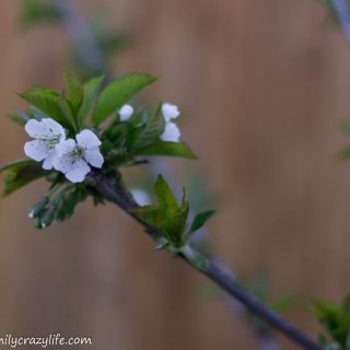 Yard Transformation Challenge 2018 - planning the backyard - blooming cherry tree