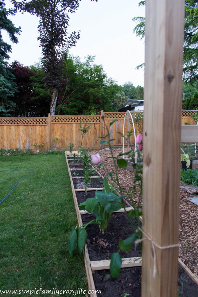 Backyard makeover - Yard Transformation Challenge Spring 2018 - building a long garden raised bed