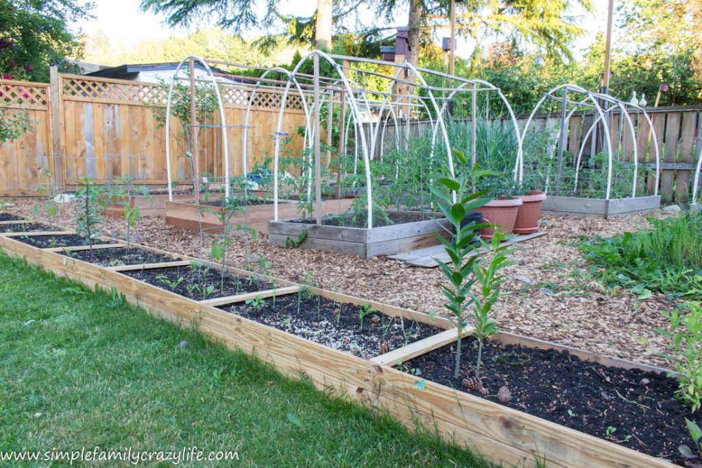 Yard Transformation Challenge Spring 2018 - backyard vegetable garden transformation - yard transformation challenge reveal