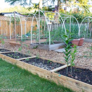 Yard Transformation Challenge Spring 2018 - backyard vegetable garden transformation - yard transformation challenge reveal