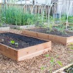 Backyard Vegetable Garden Transformation – YTC Week 5