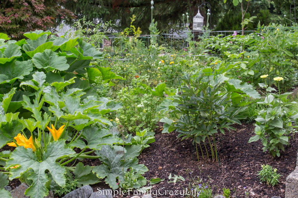 How to start an organic garden - front yard vegetable garden